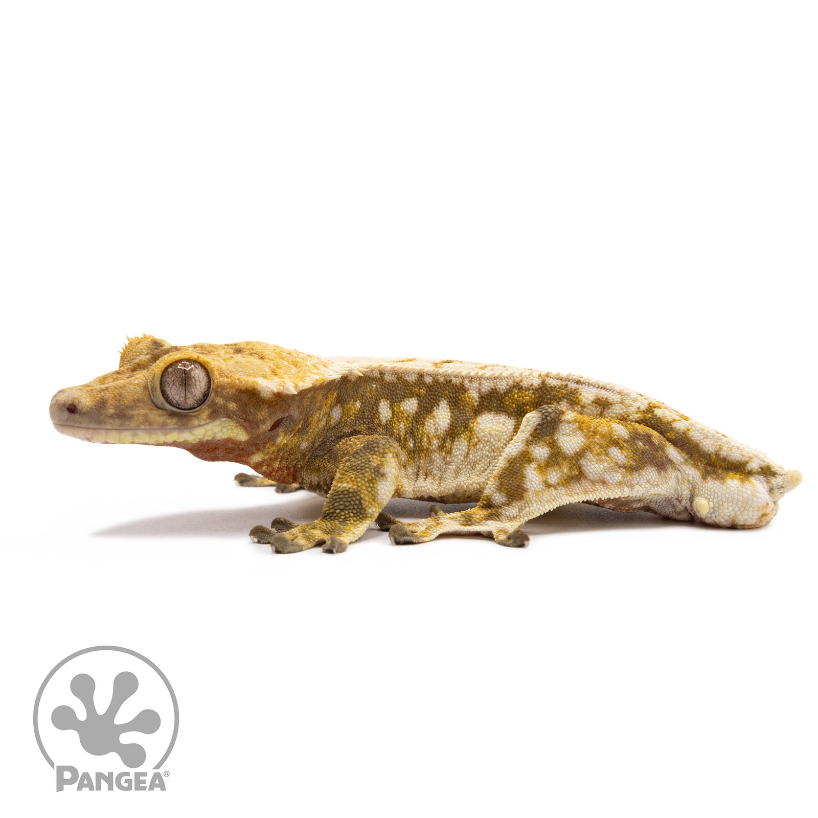 Male Tricolor Extreme Harlequin Crested Gecko Cr-1267 facing left