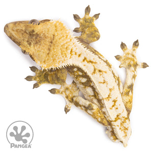 Male Tricolor Extreme Harlequin Crested Gecko Cr-1267 from above