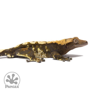 Cr-1278 facing right