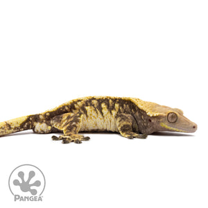 Male Tricolor Extreme Harlequin Crested Gecko Cr-1281 facing right