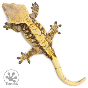 Male Tricolor Extreme Harlequin Crested Gecko Cr-1281 from above