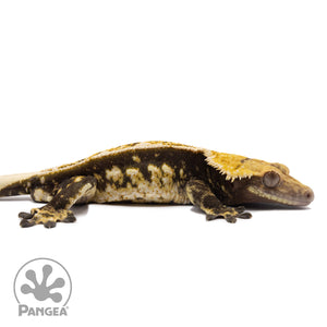 Cr-1286 facing right