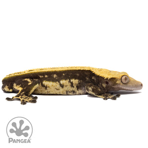 Cr-1289 facing right