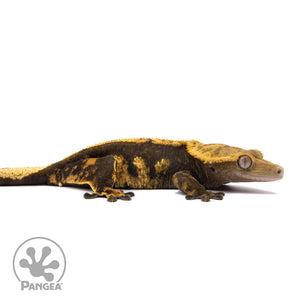 Female Harlequin Crested Gecko Cr-1366 facing right