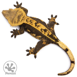 Female Harlequin Crested Gecko Cr-1366 from above
