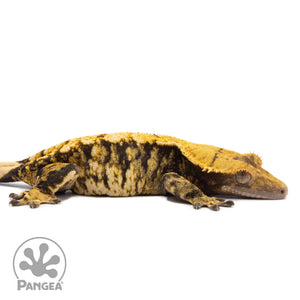 Cr-1308 facing right