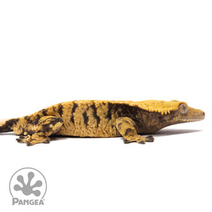 Cr-1309 facing right