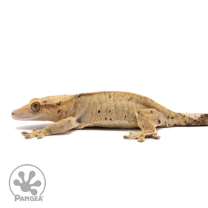 Female Dalmatian Crested Gecko Cr-1317 facing left