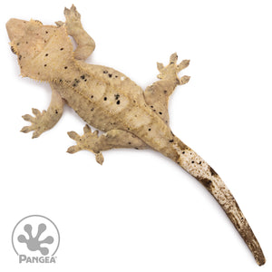 Female Dalmatian Crested Gecko Cr-1317 from above