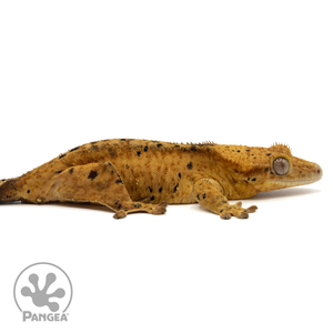 Cr-1318 facing right