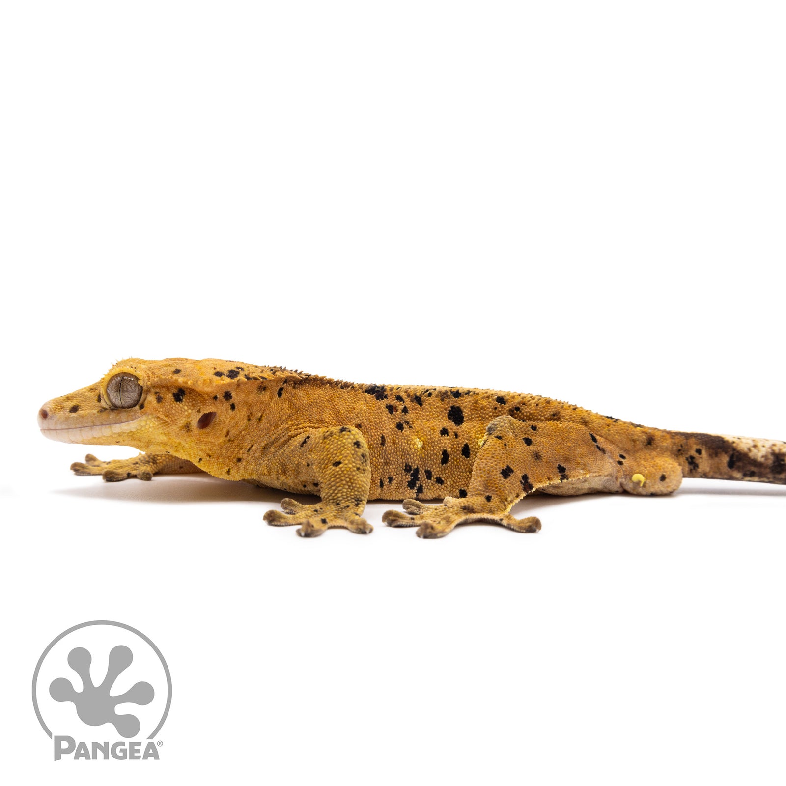 Male Super Dalmatian Crested Gecko Cr-1332 facing left