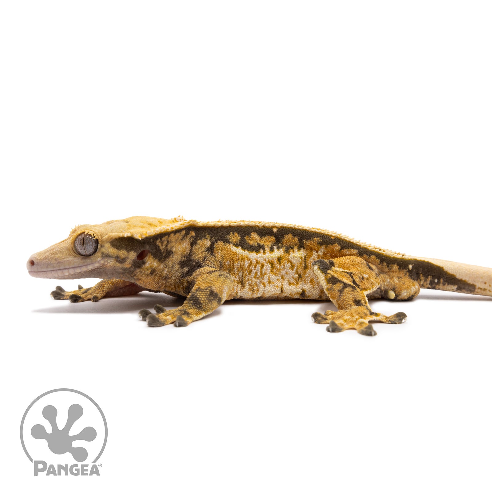 Male Tricolor Extreme Harlequin Crested Gecko Cr-1362 facing left