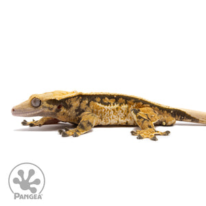 Male Tricolor Extreme Harlequin Crested Gecko Cr-1362 facing left