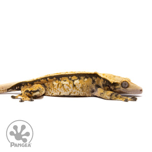 Male Tricolor Extreme Harlequin Crested Gecko Cr-1362 facing right