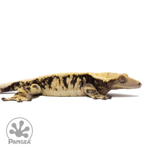 Cr-1371 facing right