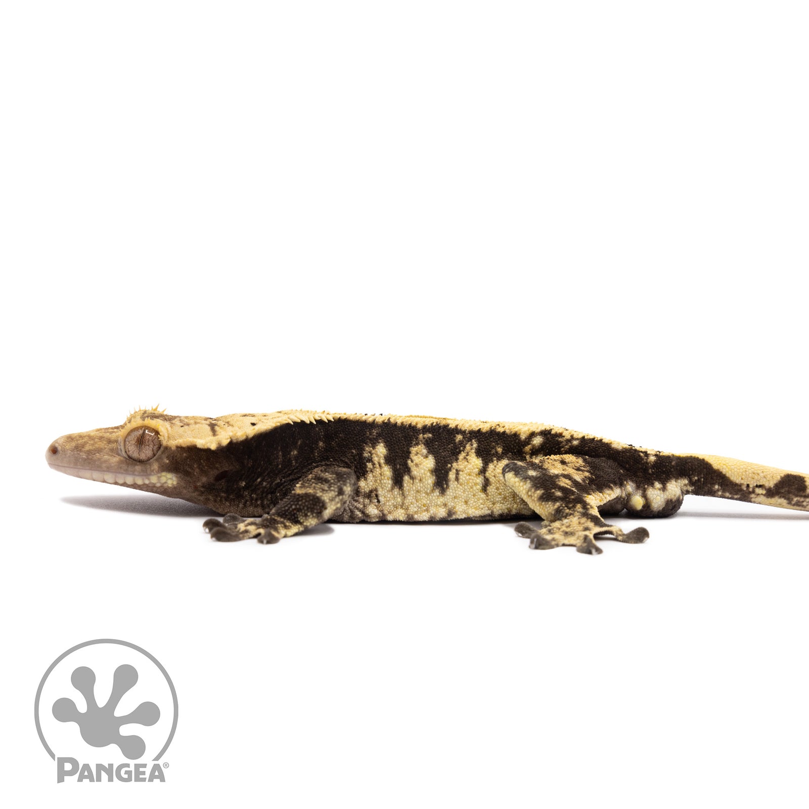 Male Extreme Harlequin Crested Gecko Cr-1406 facing left
