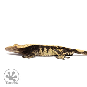 Male Extreme Harlequin Crested Gecko Cr-1406 facing left