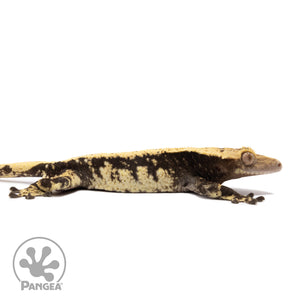 Male Extreme Harlequin Crested Gecko Cr-1406 facing right