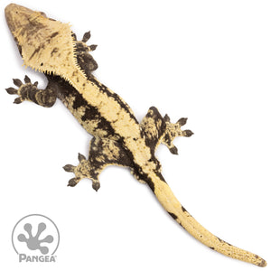 Male Extreme Harlequin Crested Gecko Cr-1406 from above