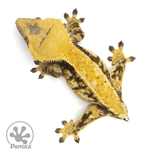 Female Tricolor Extreme Harlequin Crested Gecko Cr-1411 from above