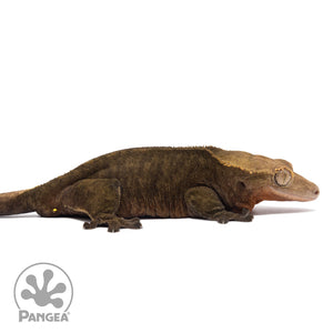 Cr-1438 facing right