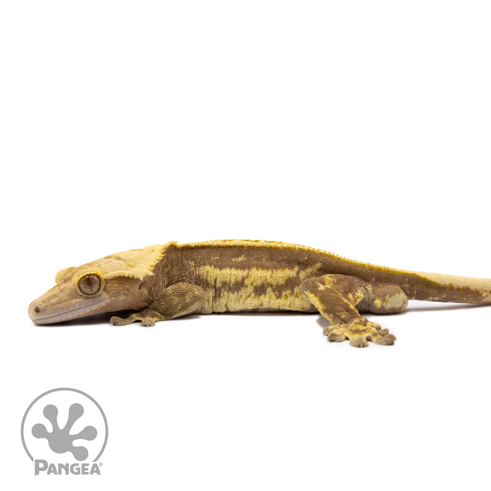 Male Red Pinstripe Crested Gecko Cr-1497 facing left