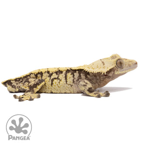 Cr-1518 facing right