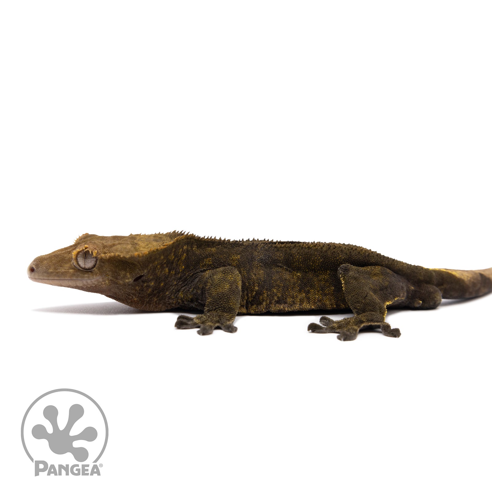 Male OG Black Crested Gecko Cr-1538 facing left