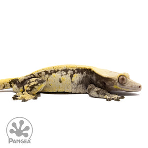 Cr-1548 facing right