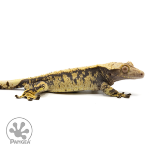 Cr-1550 facing right