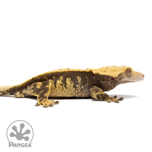 Cr-1560 facing right