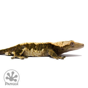 Cr-1563 facing right