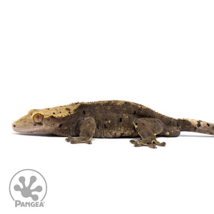 Male Dark Dalmatian Crested Gecko Cr-1570 facing left