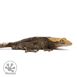 Male Dark Dalmatian Crested Gecko Cr-1570 facing right
