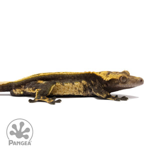 Cr-1571 facing right