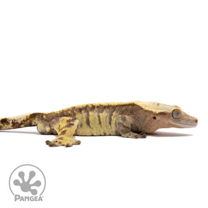 Male Extreme Harlequin Crested Gecko Cr-1378 facing right