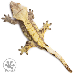 Male Extreme Harlequin Crested Gecko Cr-1378 from above