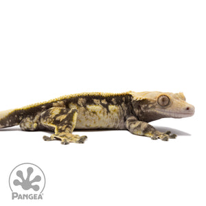 Cr-1583 facing right