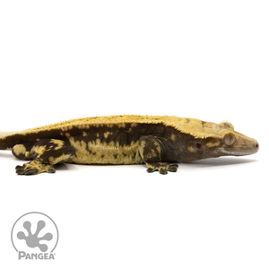 Cr-1589 facing right