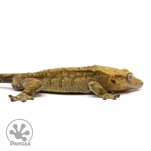 Cr-1597 facing right