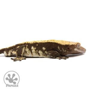 Cr-1599 facing right