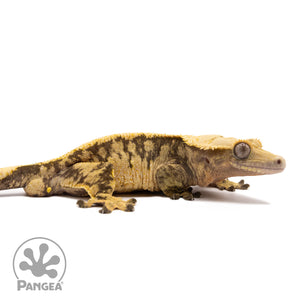 Cr-1601 facing right