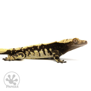 Cr-1607 facing right