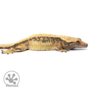 Cr-1616 Facing Right