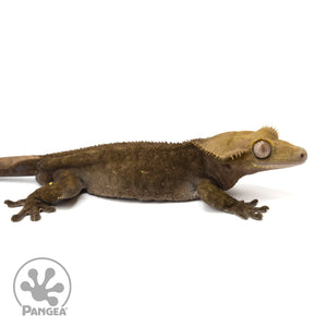 Cr-1620 facing right