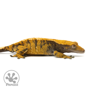 Cr-1634 facing right