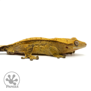 Cr-1643 facing right