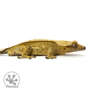 Cr-1647 facing right