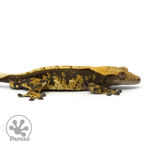 Cr-1651 facing right