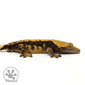 Cr-1655 facing right